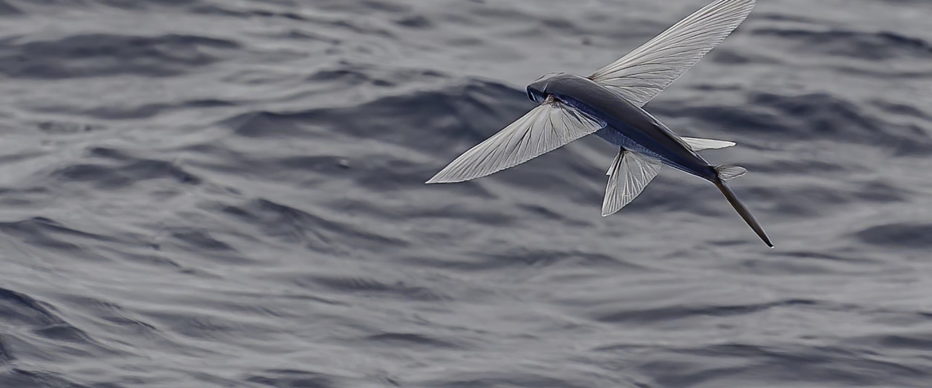Who is fly fish?