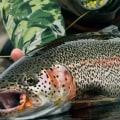 Does fly fishing catch more fish?