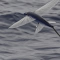 Who is fly fish?