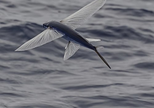 Who is fly fish?